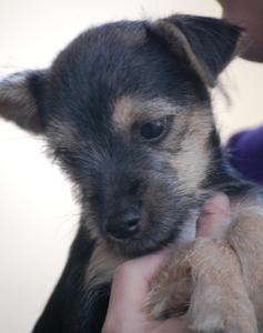 Schnauzer Mix