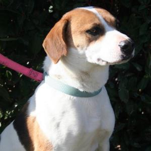 Smiley - Adopted!