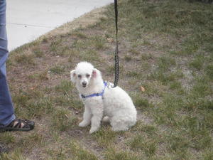 Mookie