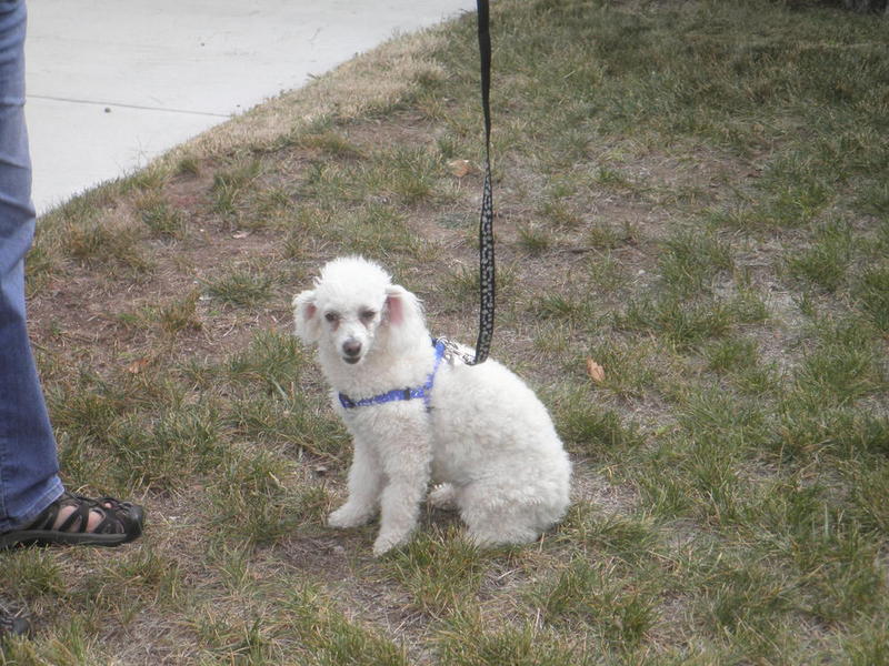 Mookie