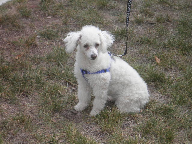 Mookie