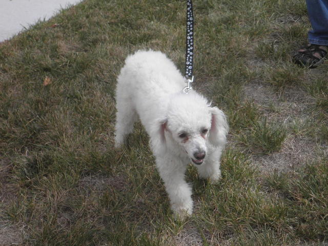 Mookie