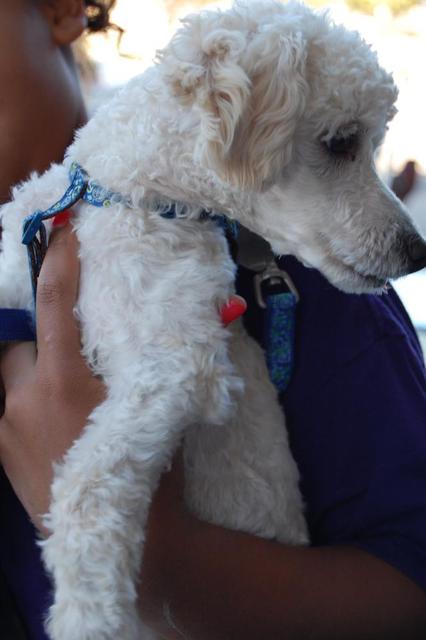 Louie