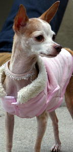Sasha - Adopted!