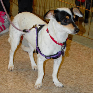 Alice - Adopted!