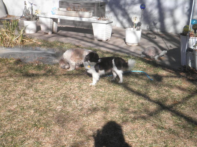 Willie