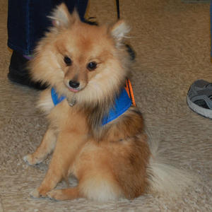 Valentino "Tino" - Adopted!