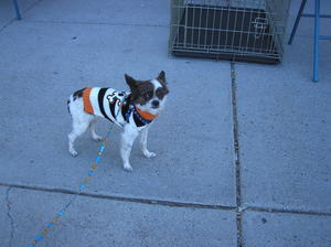 LittleDogLook