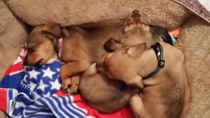 Jenny, Oliver, and Dodger