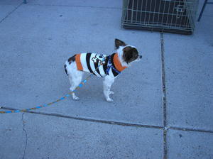 LittleDogSide