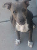 Gracie