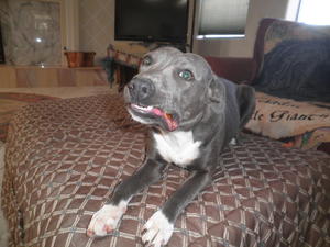Gracie