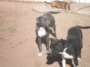 Gracie and Star and JoJo