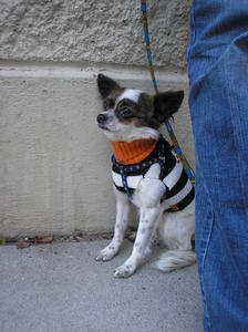 LittleDogLook