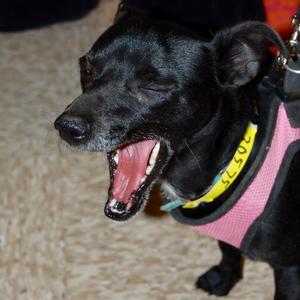 Jett - Adopted!