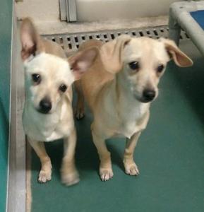 Frito (straight ears) and Rocky