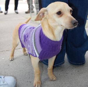 Sir Rocky (floppy ears) - Adopted!