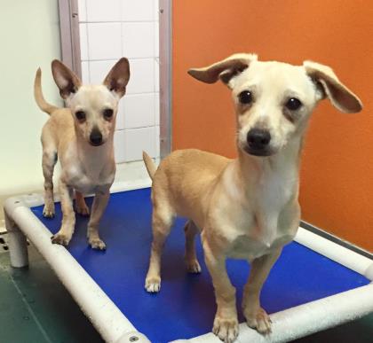 Frito (straight ears) and Rocky