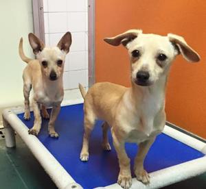 Frito (straight ears) and Rocky