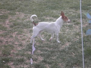 Jitterbug