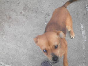 Ludo