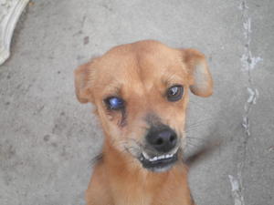 Ludo