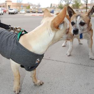 Halo and Frito