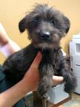 Terrier Mix Puppy Black