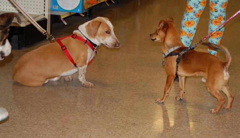 Holden and Ludo