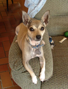 Paris - Adopted!