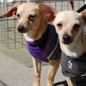 Frito and Rocky