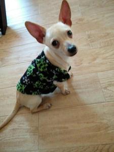 Frito
