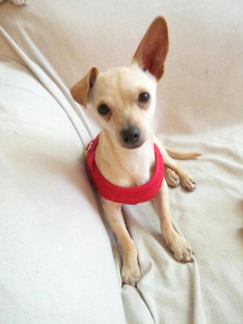 Frito