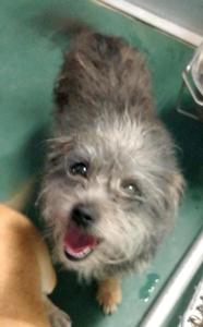 Terrier Mix