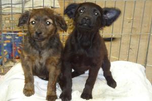 Goliath and Shea