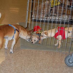 Halo Sam and Rocky