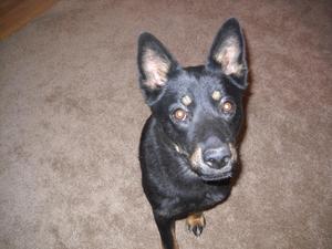 Stella