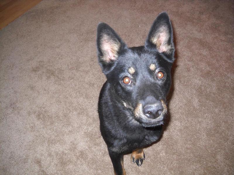 Stella