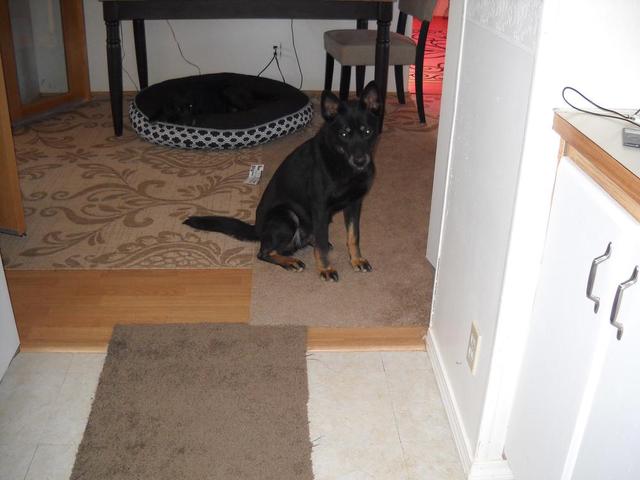 Stella