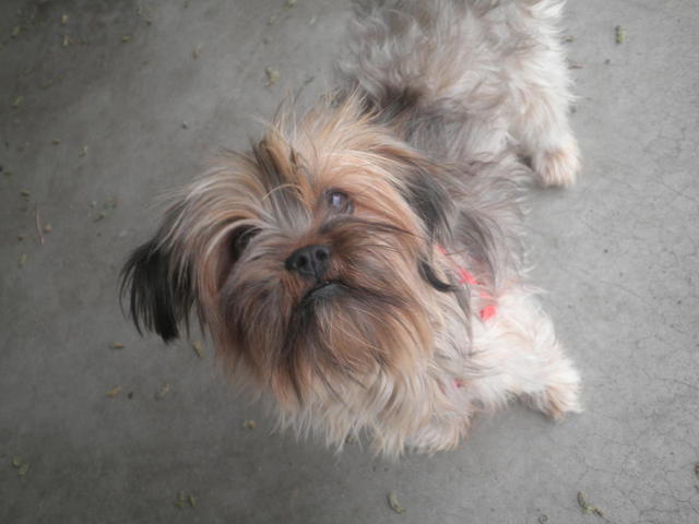 Cinnamon