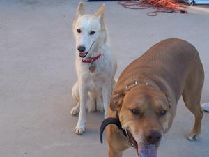 Rocky & Sadie
