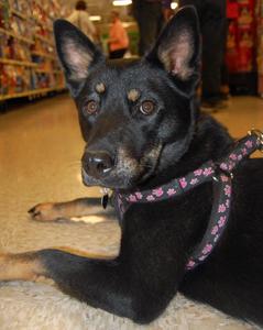 Stella