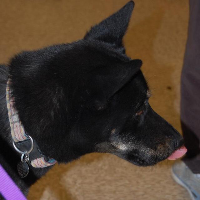Stella