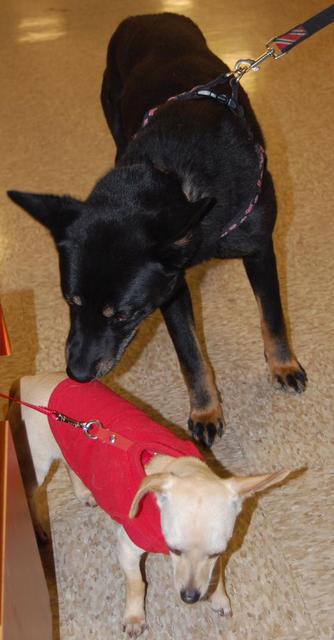 Stella and Frito