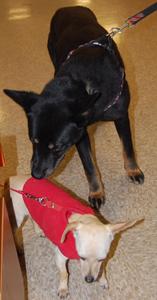 Stella and Frito