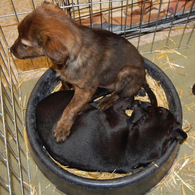 Goliath and Snippet