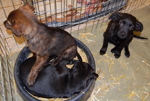 Goliath, Snippet and Shea