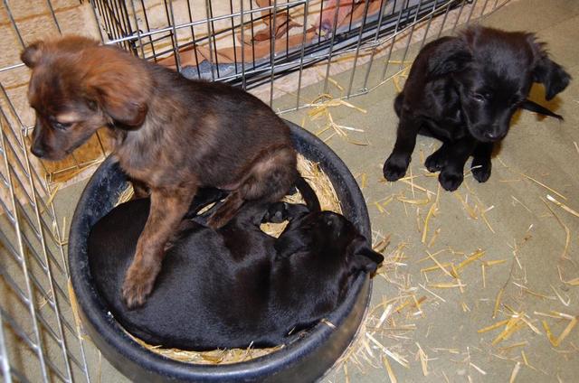 Goliath, Snippet, and Shea
