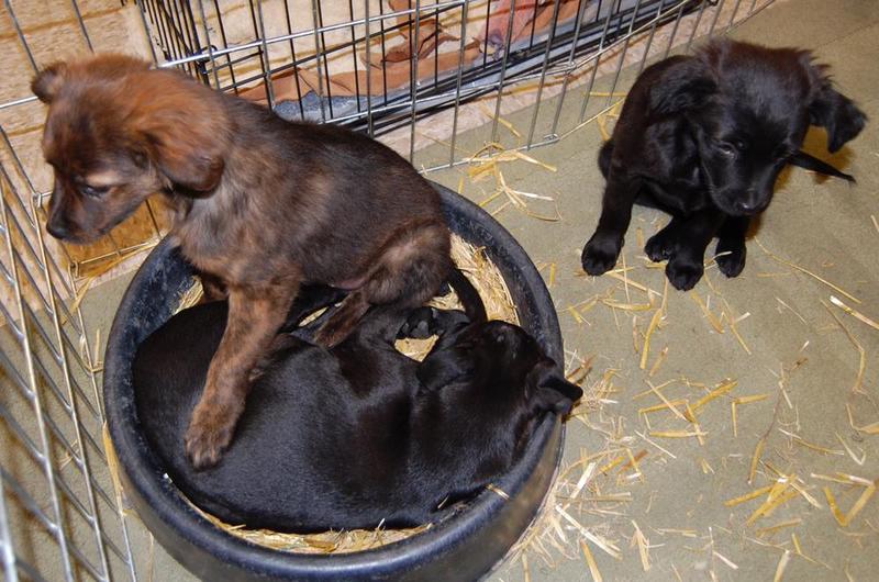 Goliath, Snippet, and Shea