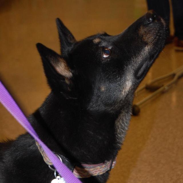 Stella